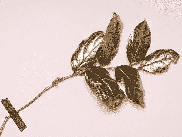 在线轰炸机网页版